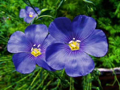 cornflower blue flower spring flower