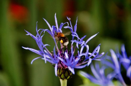 cornflower bumble-bee flower