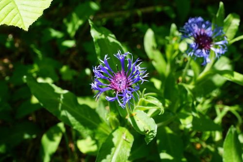 cornflower blue flourished
