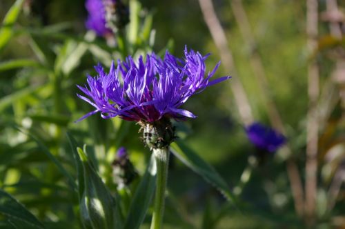 cornflower flower summer