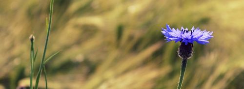 cornflower blue blossom