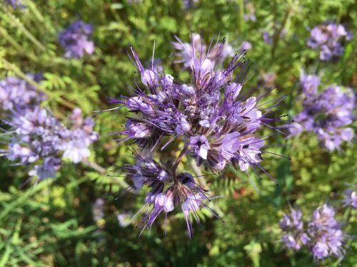 cornflower purple violet