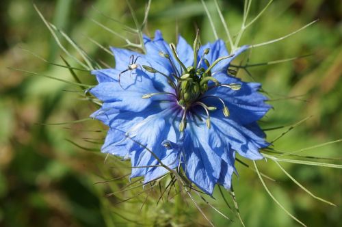 cornflower purple blue