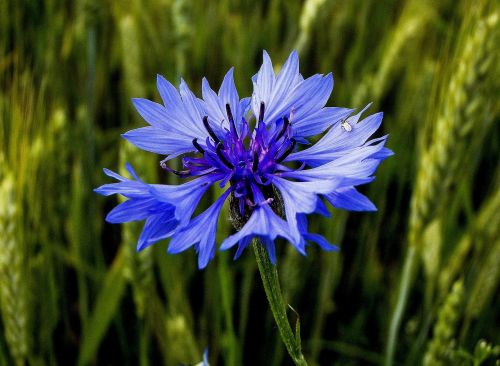 cornflower bluebottle flower