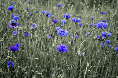 Cornflower