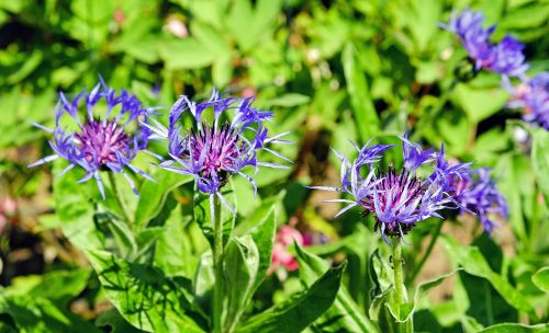 mountain knapweed bloom blossom