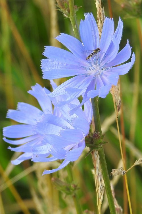 chicory blue flowers