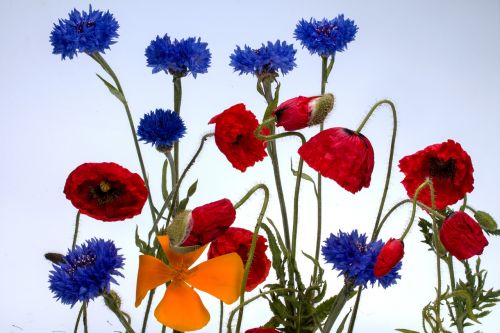 cornflowers klatschmohn poppy flower