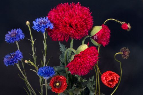 cornflowers klatschmohn poppy flower