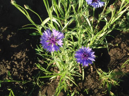 cornflowers blue flower flower