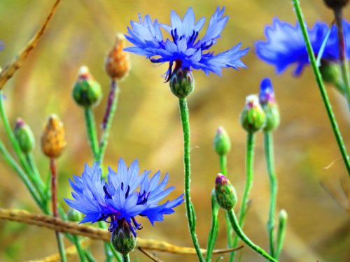 cornflowers blue wild flower