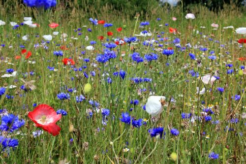 cornflowers flowers meadow