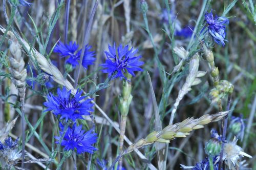 cornflowers blue flower late summer