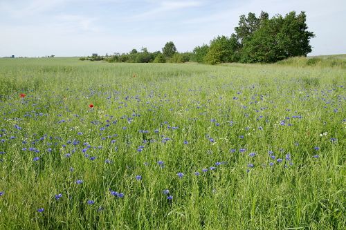 cornflowers field meadow