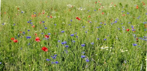 cornflowers field meadow