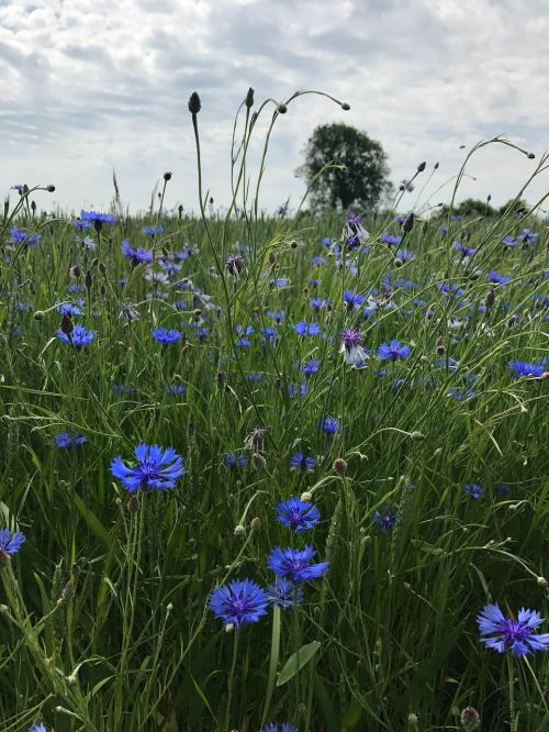 cornflowers summer blue