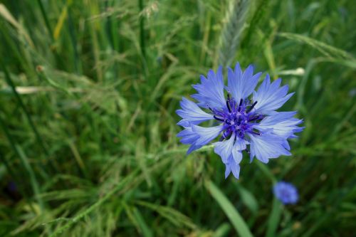 cornflowers flower blue