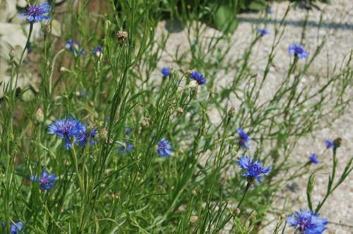 cornflowers  blue flowers  wild flowers