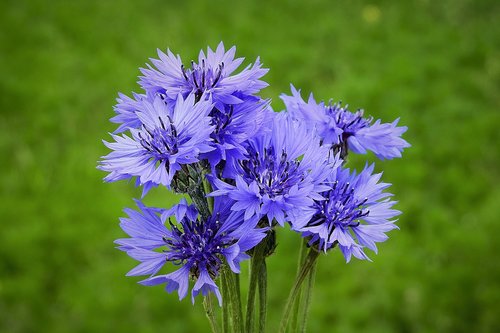 cornflowers  bouquet  meadow