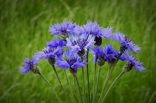 cornflowers  spring  meadow