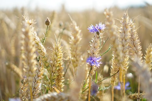 cornflowers  wheat  field
