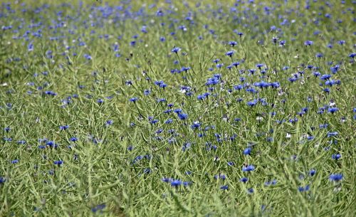 cornflowers field agriculture