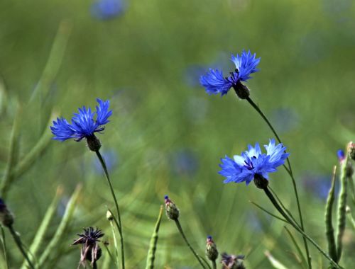 cornflowers blossom bloom