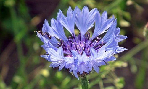 cornflowers  blue  flowers