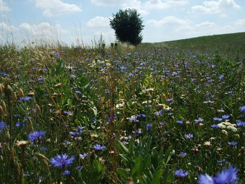 cornflowers summer field flowers