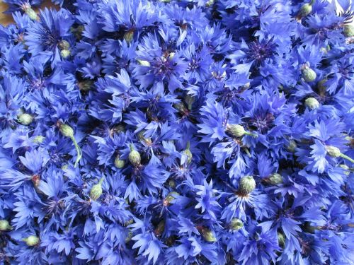 cornflowers flowers flower