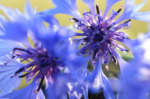 cornflowers blue blossom