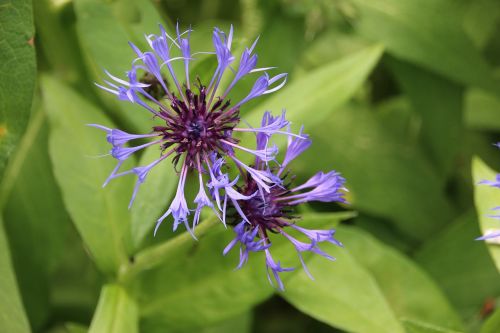 cornflowers flowers garden