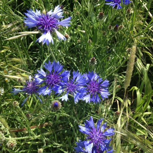 cornflowers meadow nature