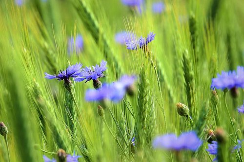 cornflowers in the fields  nature  field