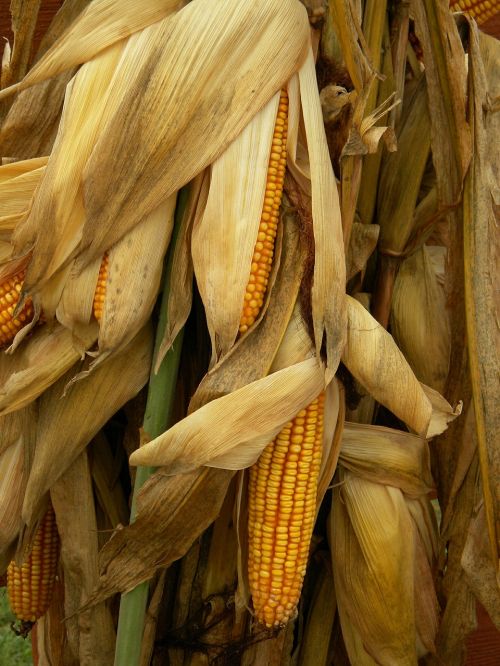 cornstalks corn harvest