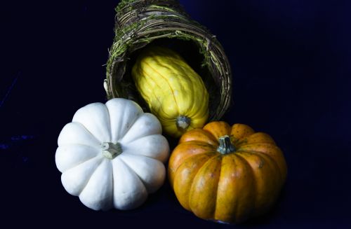 Cornucopia Gourds