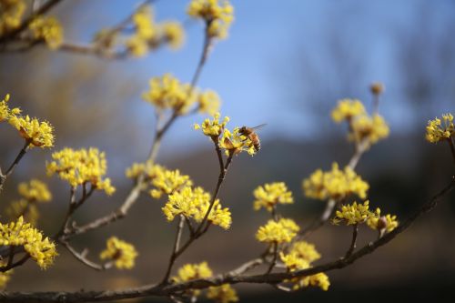 cornus flowers nature