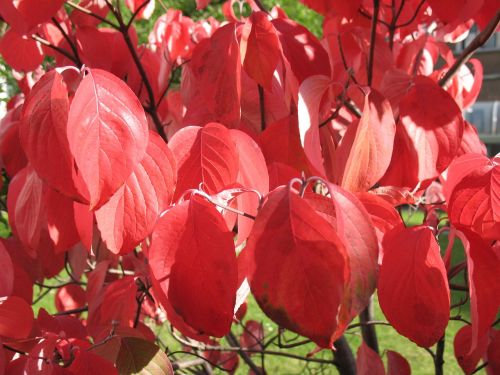 cornus autumn bush