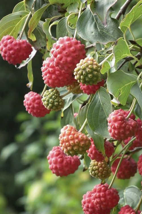 cornus fruit hard