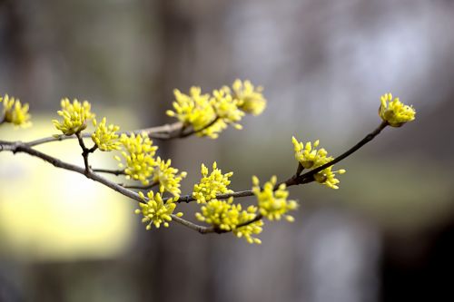 cornus spring flowers flowers