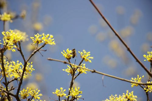 cornus spring flowers flowers