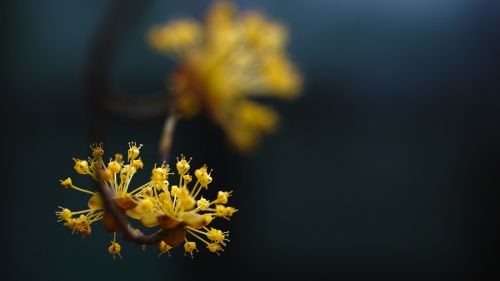 cornus early spring yellow flowers