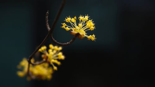 cornus early spring yellow flowers