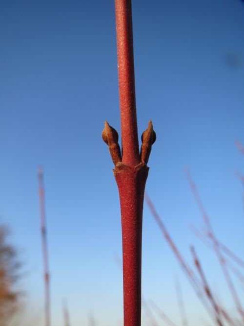 cornus sanguinea common dogwood buds