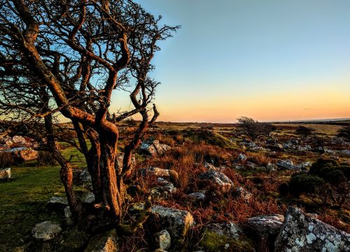 cornwall tree lonely