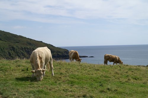 cornwall  cows  pasture