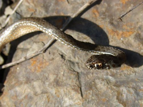 coronella girondica snake southern smooth snake