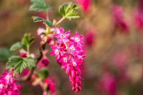 corpuscle ribes sanguineum blossom