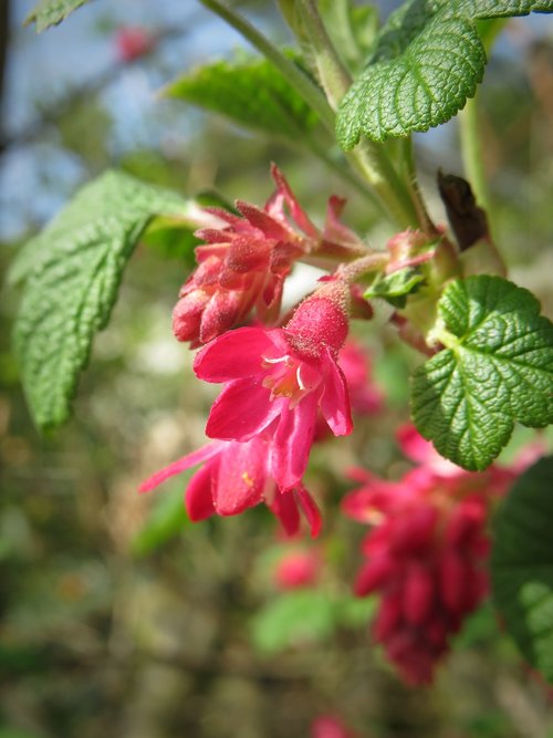 corpuscle  blossom  bloom