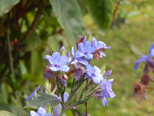 corsage flowers blue